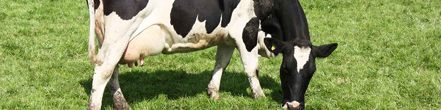 Calf Scour Re-Hydration